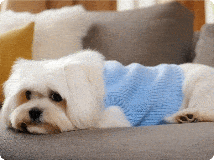 Viral AI Dog Video Content