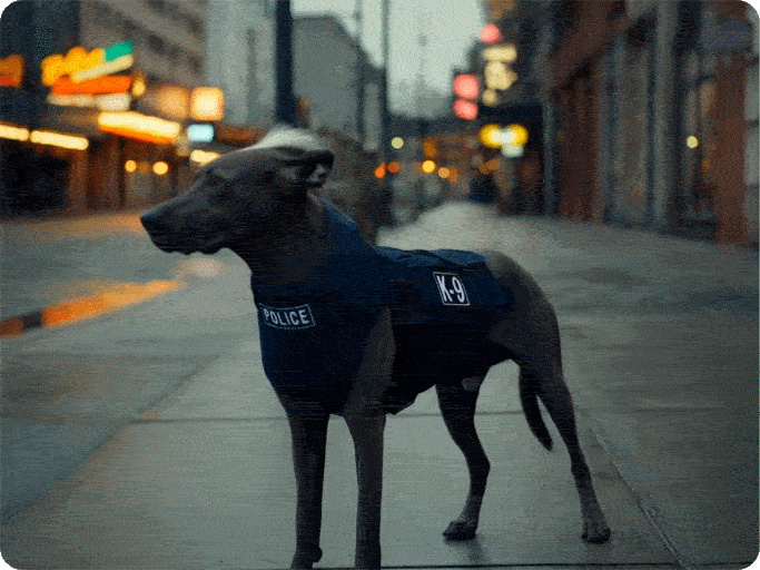 Random Dog Breed Video Generator